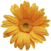 Orange Blume - png gratis