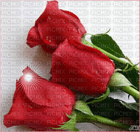 róże - Animovaný GIF zadarmo