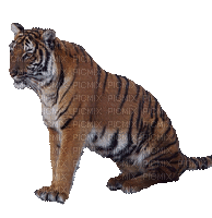 Tiger - GIF animé gratuit