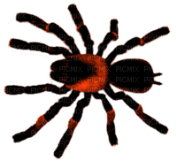 Spider.Black.Orange - ingyenes png
