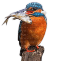 Rena Eisvogel Vogel Bird - бесплатно png
