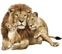 Lions - GIF animado grátis