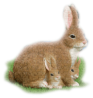 påsk-hare-kanin