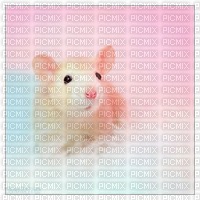 Sweet Mouse - darmowe png