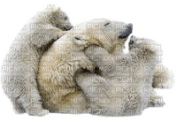 aze ours blanc White - Free PNG