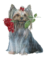 Le chien et la rose (stamp clem27) - Free animated GIF