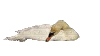 Лебедь 2 - GIF animado gratis