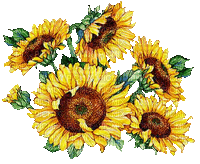 Sunflowers - Ilmainen animoitu GIF