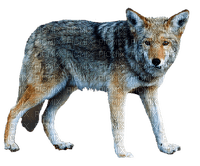 susi, wolf, forest animal, metsäneläin - Free PNG