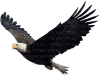 Kaz_Creations Eagle Bird - kostenlos png