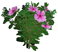 fleur violette.Cheyenne63 - 無料のアニメーション GIF