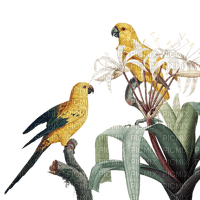 Kaz_Creations Birds,Parrots - безплатен png