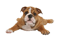 Bulldog - Bezmaksas animēts GIF