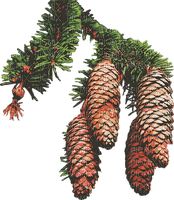 pine cones, männynkävyt, kävyt - besplatni png