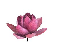 Lotus - Gratis animerad GIF