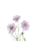 Цветочки - Δωρεάν κινούμενο GIF