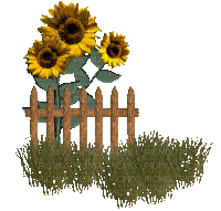Sunflower - GIF animado gratis