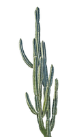 Cactus.Plants.Plante.Desert.Victoriabea - gratis png