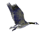 vogel db - 無料のアニメーション GIF