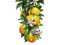 kikkapink citrus lemon branch - besplatni png