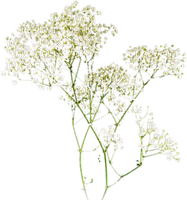 soave deco grass flowers spring summer white green - png gratis