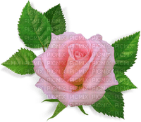 роза - png grátis