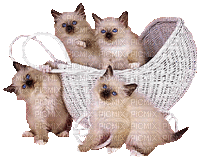 Katze, chat, cat - Darmowy animowany GIF