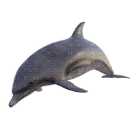 dolphin, delfiini - bezmaksas png