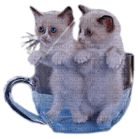 photo deux chats dans une tasse - zadarmo png
