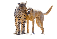 Cheetah and dog friends, strange, png - nemokama png