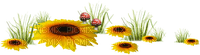 Flores girasoles - zdarma png