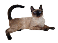 MMarcia gato siames chat cat - Free PNG