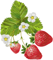 Strawberries  Bb2
