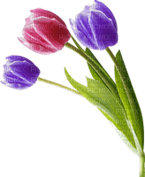 colored tulips - kostenlos png