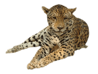 Kaz_Creations Leopard - png ฟรี