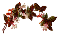 flower-wine - δωρεάν png