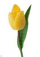 tulip - flower - darmowe png