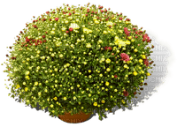 Bloemen en planten - PNG gratuit