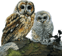 Kaz_Creations Owls-Birds - besplatni png