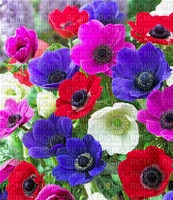 Blumen, Anemonen - zdarma png