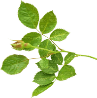 Kaz_Creations Deco Leafs Leaves - 免费PNG