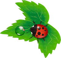 Y.A.M._Summer Flowers Decor ladybug - 免费PNG