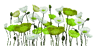 soave deco flowers poppy border  white  green - GIF animasi gratis