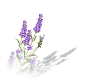 lavender lavendel lavande flower fleur blossom blumen deco tube spring printemps fleurs