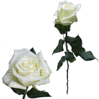 rosier blanc web charmille - Zdarma animovaný GIF