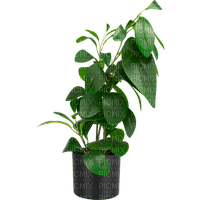 Plante - PNG gratuit