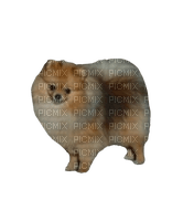 Pomeranian - png gratis