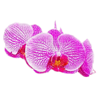 tropical flower dubravka4 - фрее пнг