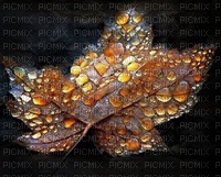 Herbstblatt, Regentropfen - nemokama png