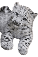 Bébé leopard blanc - gratis png